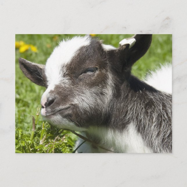 Carte Postale Bébé Bagot Chèvre | race rare (Devant)