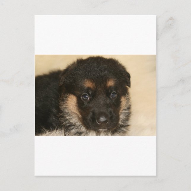 Carte Postale Bébé berger allemand chiot "Khloe" (Devant)