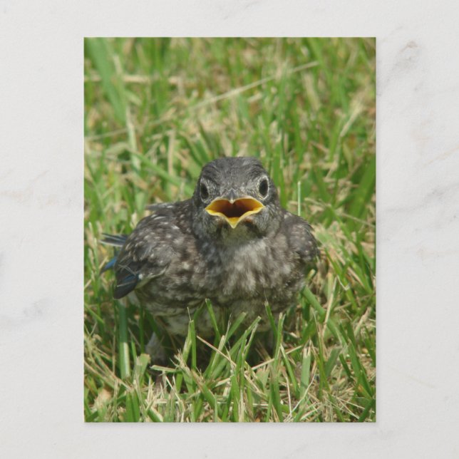 Carte Postale Bébé bleu (Devant)