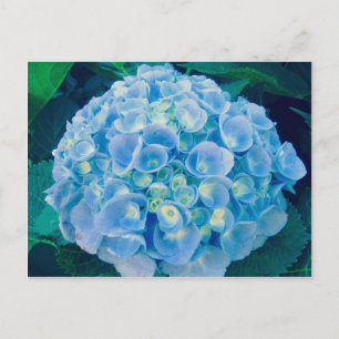 Carte Postale Bébé bleu hydrangée fleur
