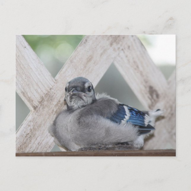 Carte Postale Bébé bleu Jay (Devant)