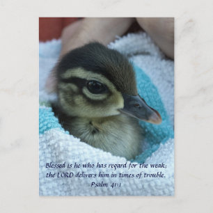 Carte Postale Bébé Bois Canard