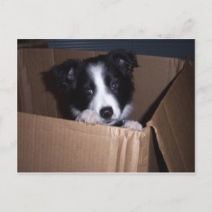 Carte Postale Bébé Bordure Collie