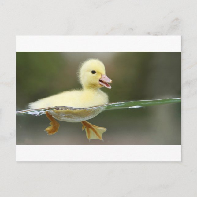 Carte Postale bébé canard nager mignon (Devant)
