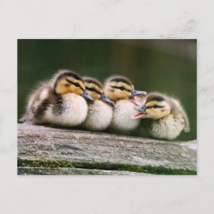 Carte Postale Bébé Canards