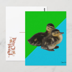 Carte Postale Bébé Canards sur Grass Green et Sky Blue