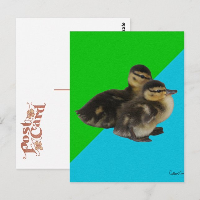 Carte Postale Bébé Canards sur Grass Green et Sky Blue (Devant / Derrière)