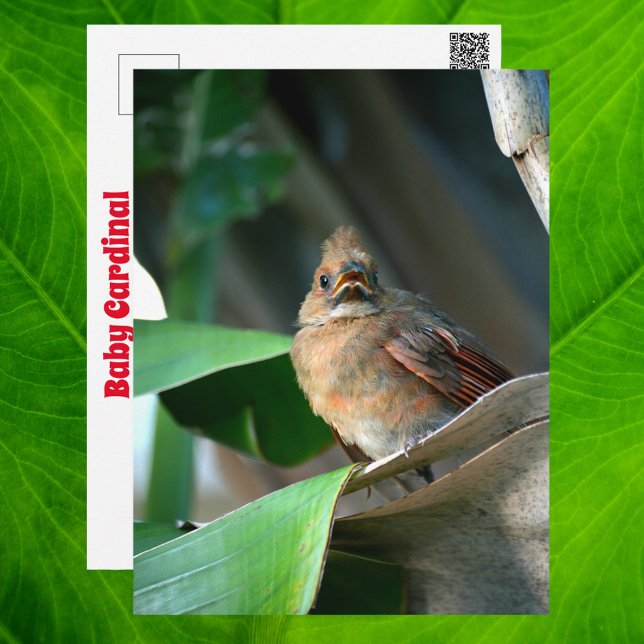 Carte Postale Bébé Cardinal Faune mignonne Photographie (Créateur téléchargé)
