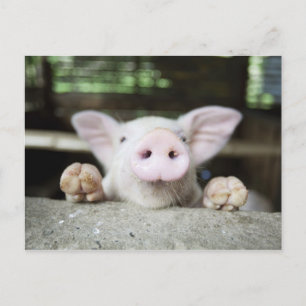 Carte Postale Bébé Cochon en Stylo, Piglet