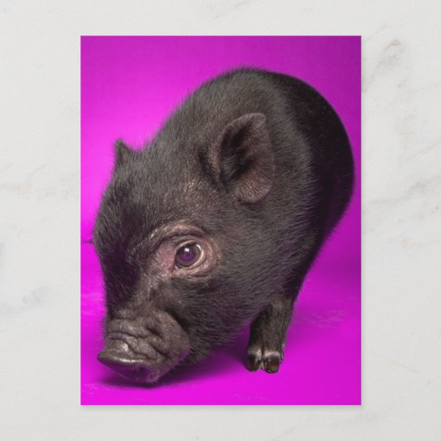 Carte Postale Bébé Cochon noir (Devant)