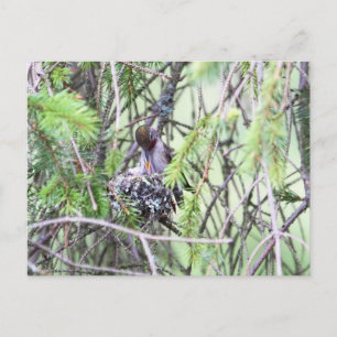 Carte Postale Bébé colibri dans un nid