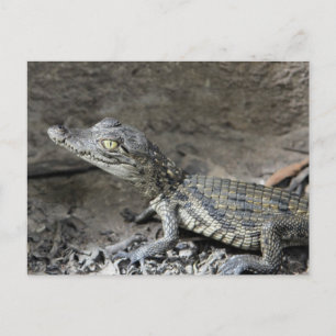 Carte Postale Bébé crocodile nain