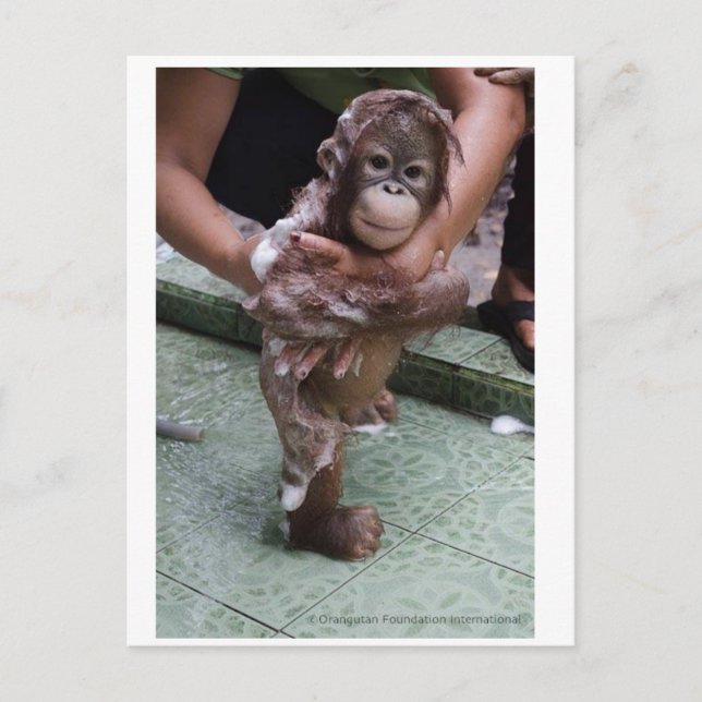Carte Postale Bébé Cutest Jamais - Orphelin Orangoutan (Devant)