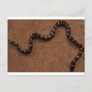 Carte Postale Bébé de couleuvre
