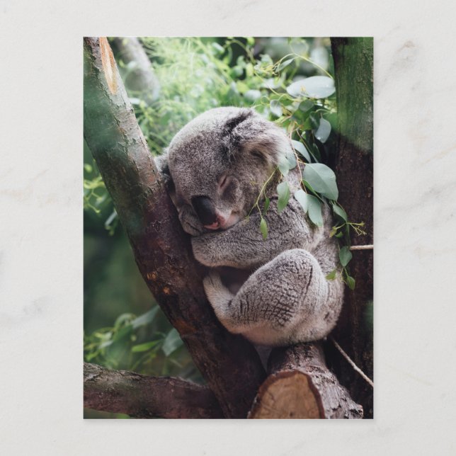 Carte Postale Bébé dormant Koala (Devant)