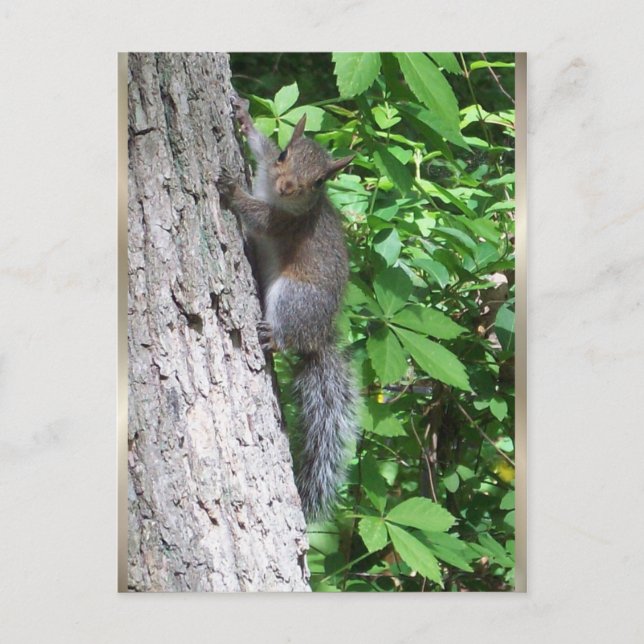 Carte postale "Bébé écureuil" (Devant)