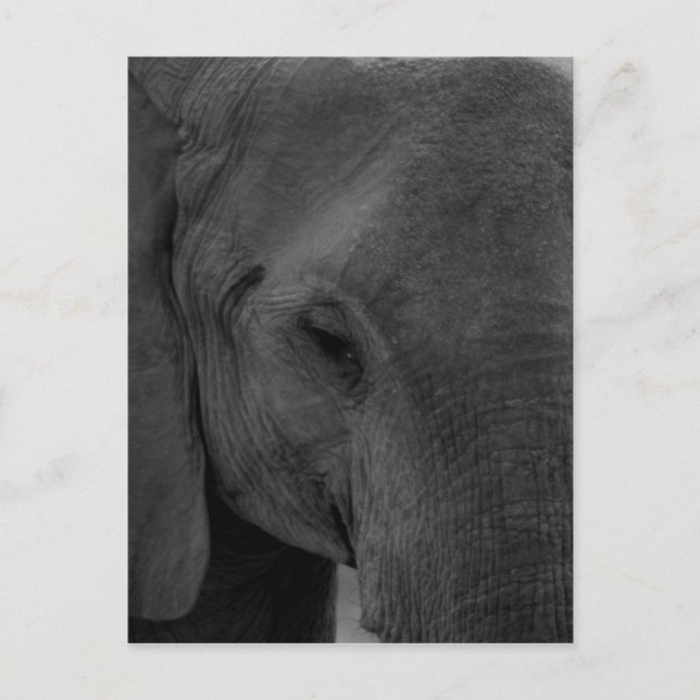 Carte Postale Bébé éléphant (Devant)