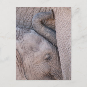 Carte Postale Bébé Eléphant Snuggets