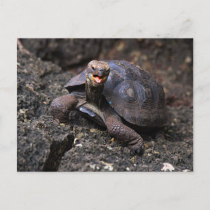 Carte Postale Bébé Galapagos Tortue géante