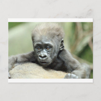 CARTE POSTALE BÉBÉ GORILLA RELAXANT