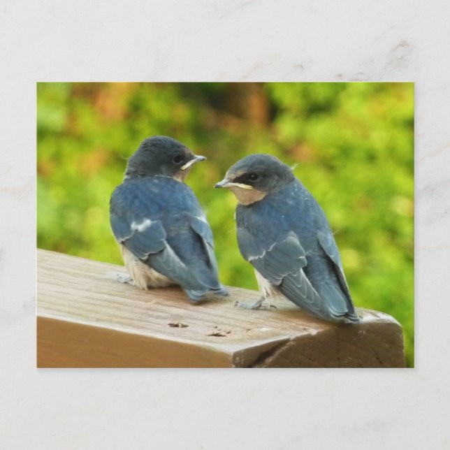 Carte Postale Bébé Grange hirondelle Nature Oiseau Photographie (Devant)
