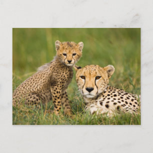Carte Postale Bébé guépard et parent dans l'herbe