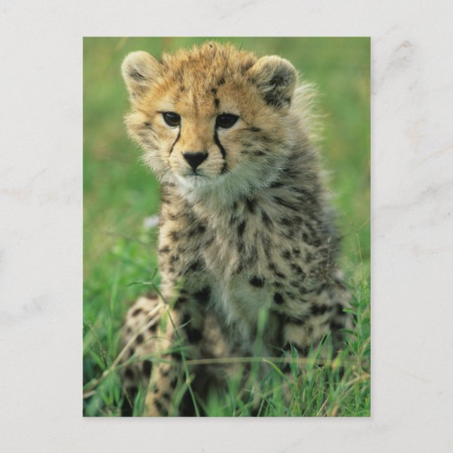 Carte Postale Bébé guépard flou (Devant)