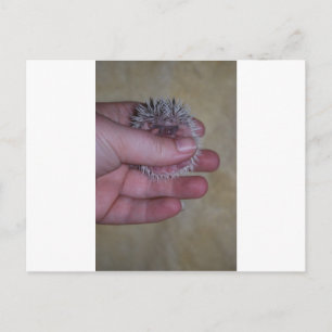 Carte Postale Bébé Hérisson à la main