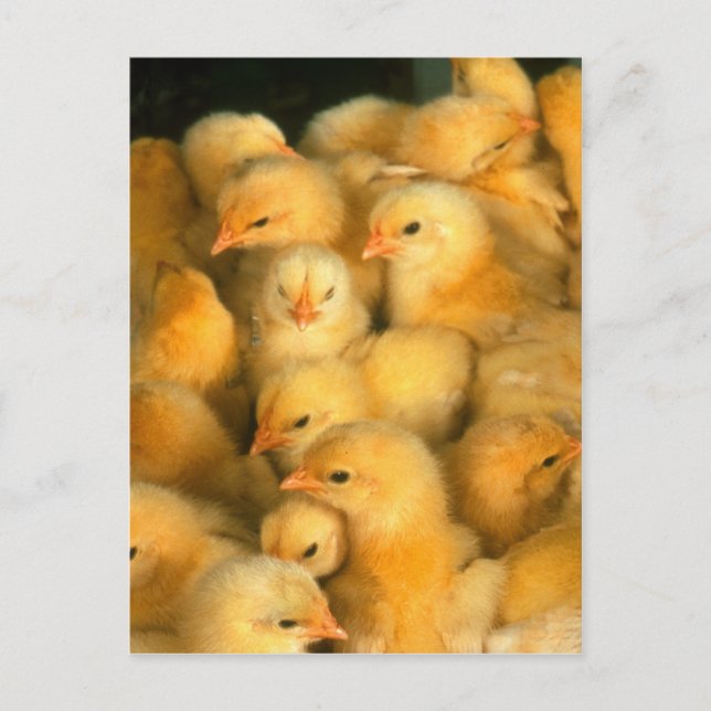 Carte Postale Bébé Jaune Chicks (Devant)