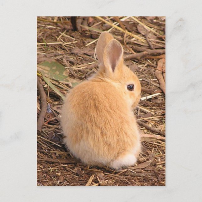 Carte Postale Bébé Lapin (Devant)