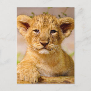 Carte Postale Bébé Lion Cub