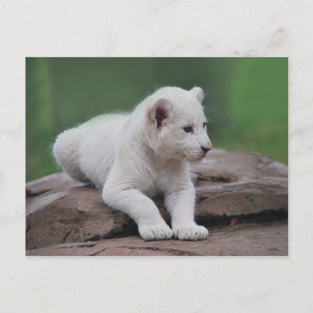 Carte Postale Bébé lionceau blanc 2 (Devant)