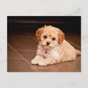 Carte Postale Bébé maltais poodé mélange ou maltipoo chiot chien