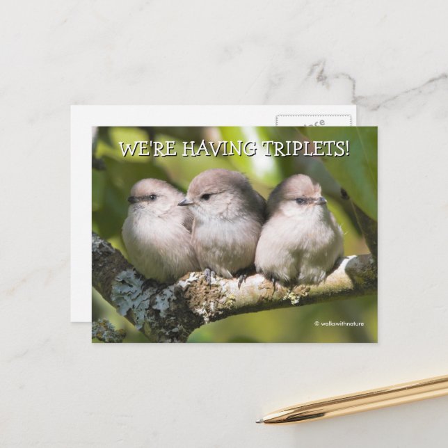Carte Postale Bébé mignon Bushtit Songbirds dans l'arbre à poire (Devant/Arrière en situation)