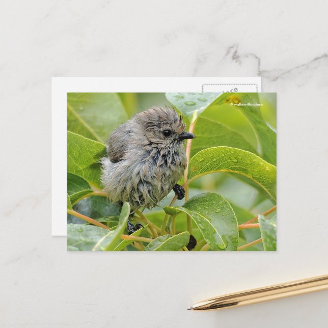 Carte Postale Bébé mignon et humide Bushtit Songbird sur Laurel (Devant/Arrière en situation)