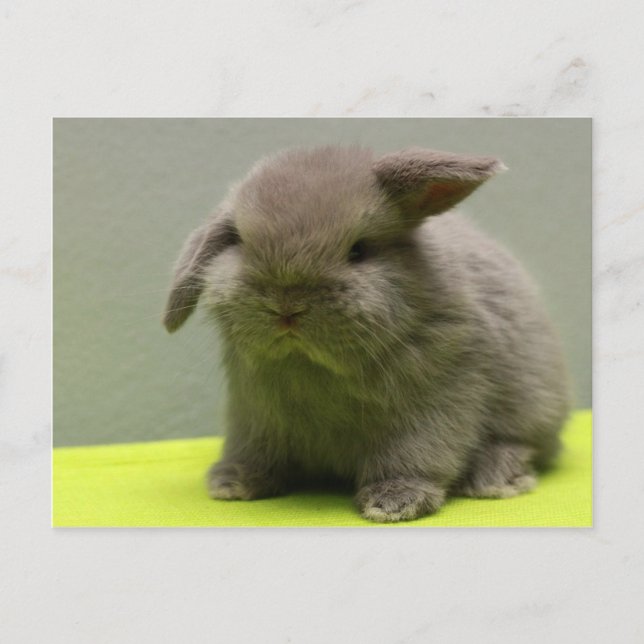 Carte Postale Bébé mignon Holland Lop (Devant)