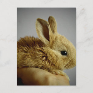 Carte Postale Bébé mignon lapin à la main