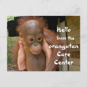Carte Postale Bébé mignon Orangutan Orphan