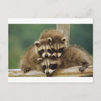 Carte Postale Bébé mignon Raccoon
