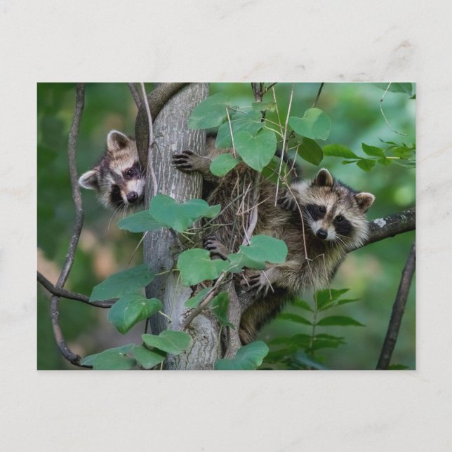 Carte Postale Bébé mignon Raccoons (Devant)