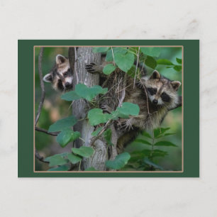 Carte Postale Bébé mignon Raccoons /Bordure