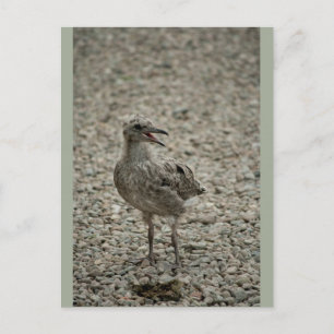 Carte Postale Bébé mignon Seagull Chick