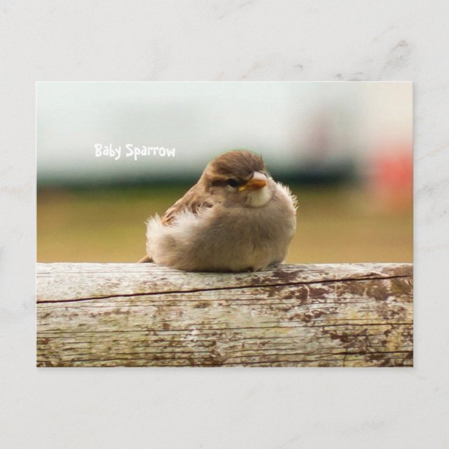 Carte Postale Bébé mignon Sparrow Bird Photo (Devant)