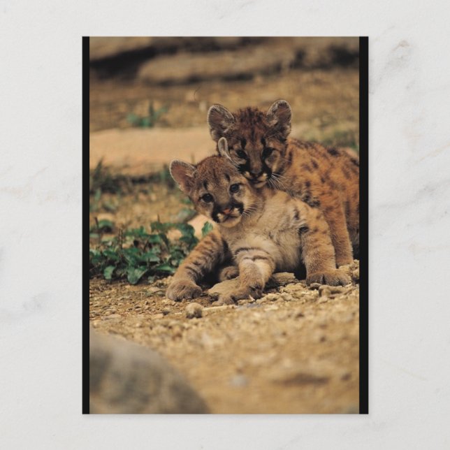 Carte Postale Bébé mignon Tigres (Devant)