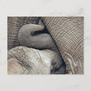 Carte Postale Bébé Nourrissant Mignonne Eléphant Nourri Par Mère
