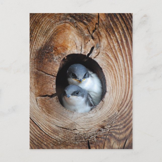 Carte Postale Bébé Oiseaux (Devant)