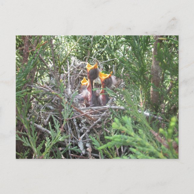 Carte Postale Bébé Oiseaux dans le nid (Devant)