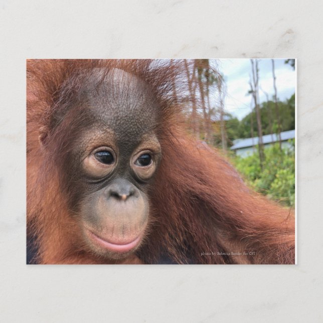 Carte Postale Bébé Orangutan à Bornéo (Devant)