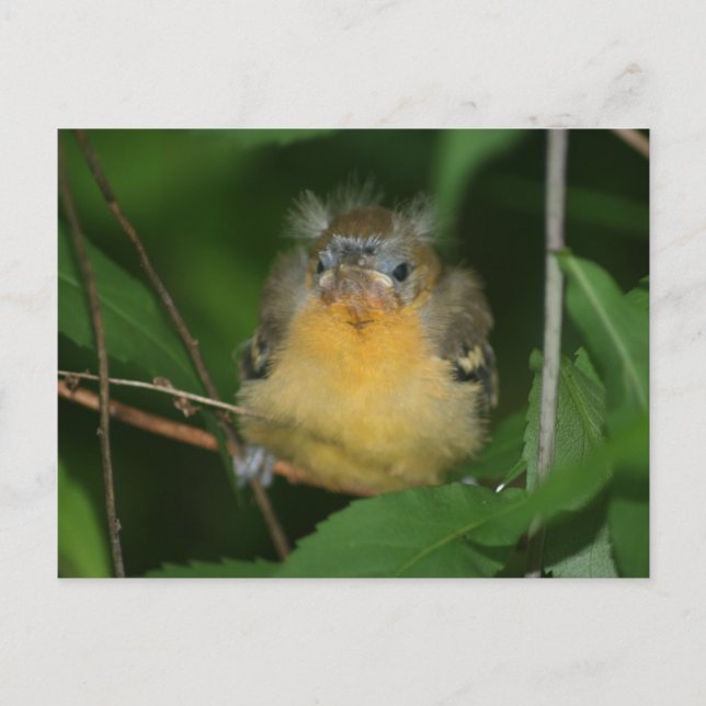 Carte postale Bébé Oriole Bird Nature (Devant)