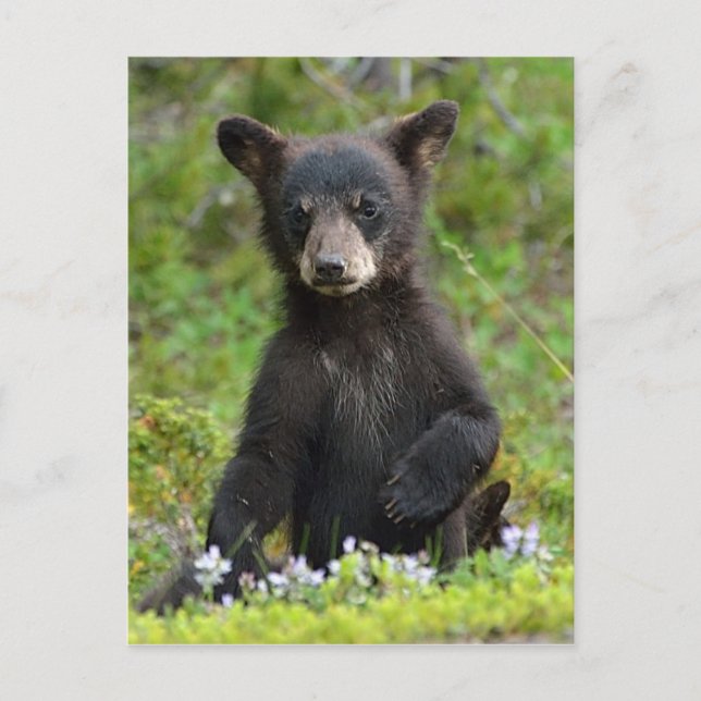 Carte Postale Bébé Ours Noir (Devant)